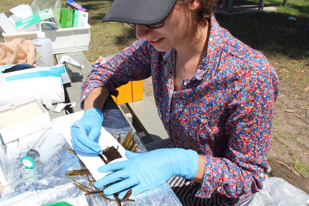 Sophie Voerman sampling microbes on the tissue of the crayweed.