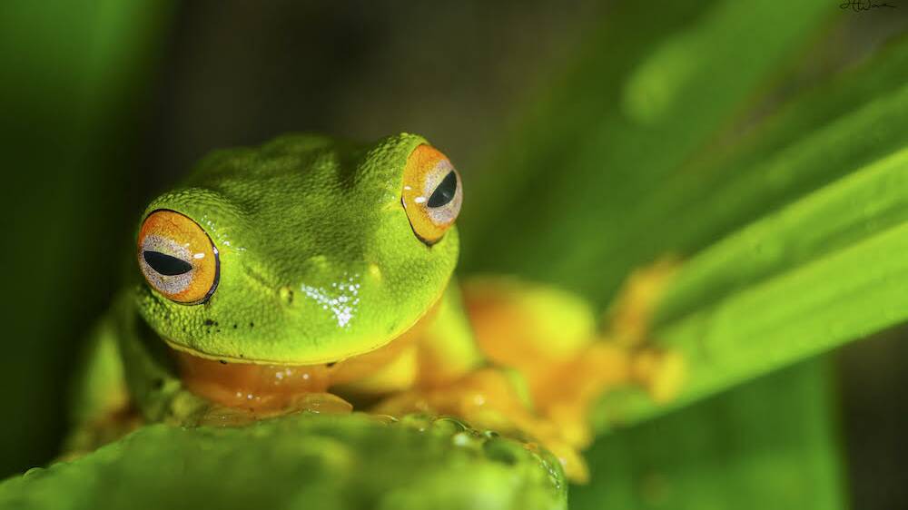 Orange-thighed tree frog found only in Nth Qld. Image: Harrison Warne. 