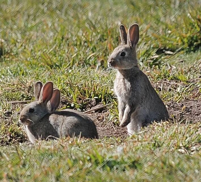 RABBIT WARS: The fight against Australia's rabbit plague never ends, scientists are already searching for the next weapon.