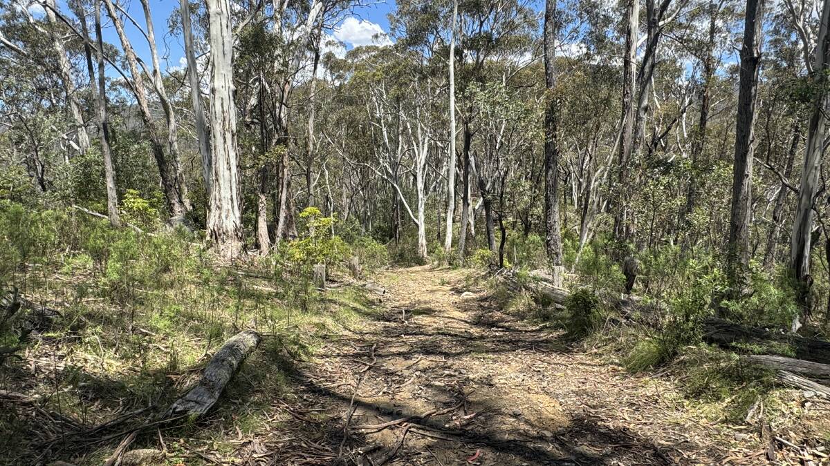 Tank traps in the form of wooden posts span either side of this track deep in the South East Forest National Park. Picture by Tim the Yowie Man