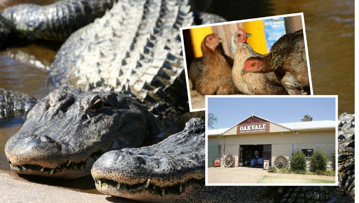 The chicken was thrown to the Oakvale Farm alligators, pictured here by Peter Lorimer. Inset a generic photograph of a chicken and the front of the wildlife park. 