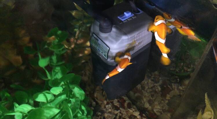 Eden’s clownfish love story comes to untimely end