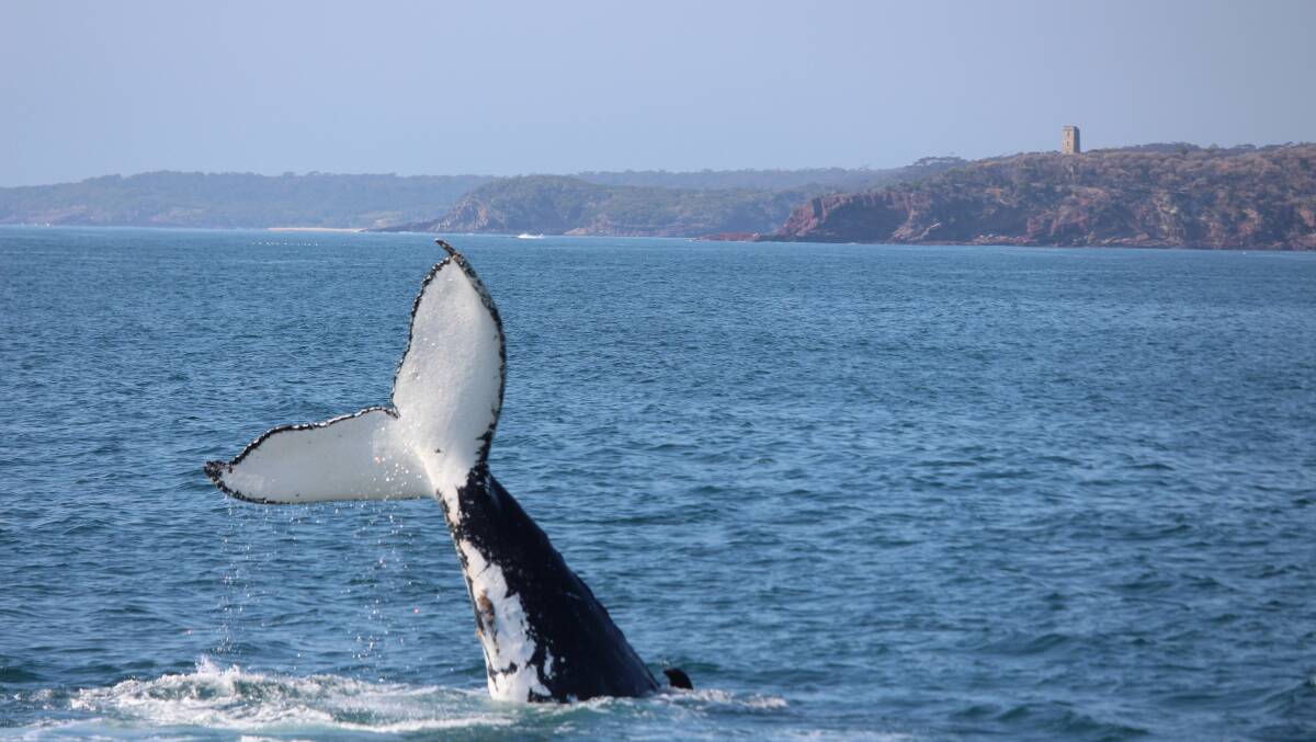 Say hello: The Eden Whale Festival on the Sapphire Coast combines whale watching from the shore and sea with a fantastic Festival program from November 3 to 5.