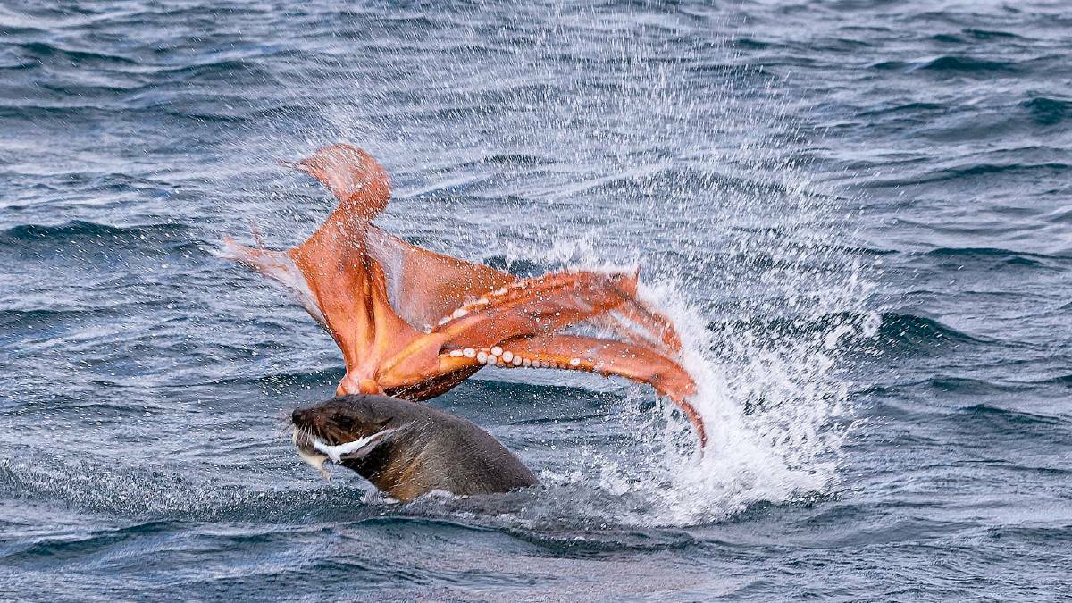 An Australian fur seal tackling an octopus was a spectacular sight for whale watching cruise passengers. Photo: Sophia Quach