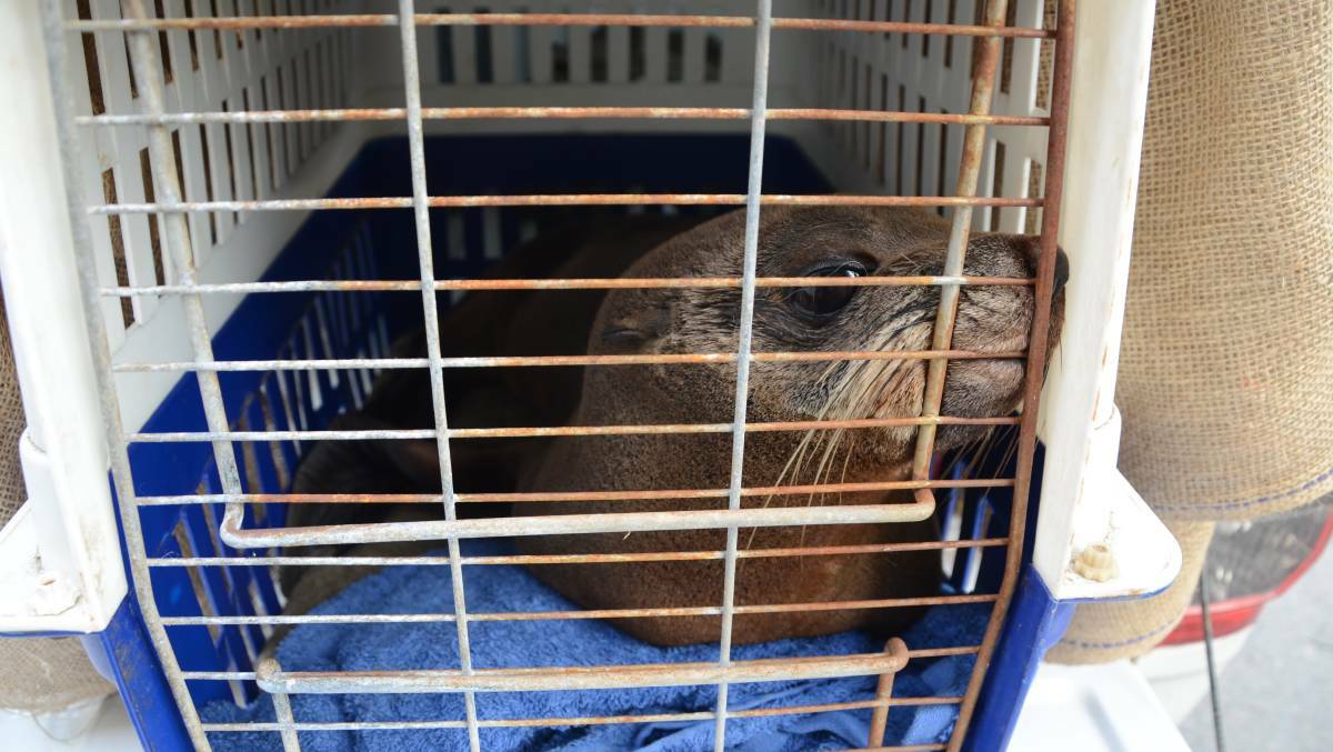 Natural Resources SA Murray-Darling Basin staff were called in to rescue this Australian sea lion found at Bletchley, near Strathalbyn.