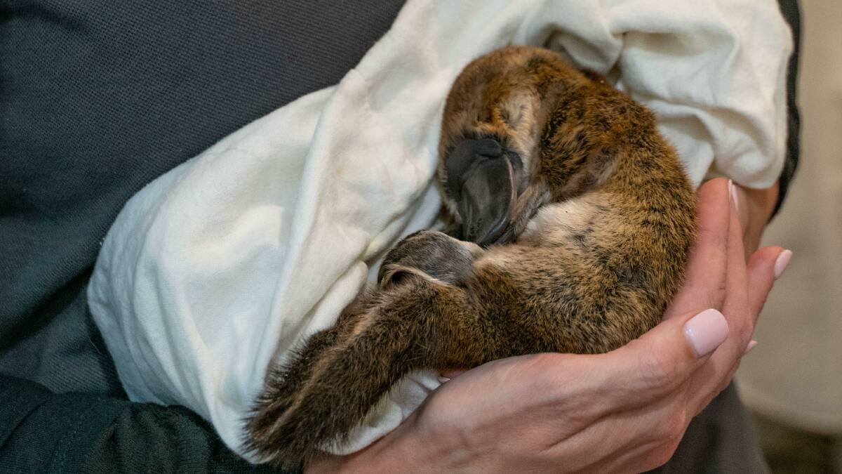 Puggle snuggle: Unbelievably cute and weighing in at just 350 grams the puggle has played in his own pool before being taken to Taronga Zoo for care. 