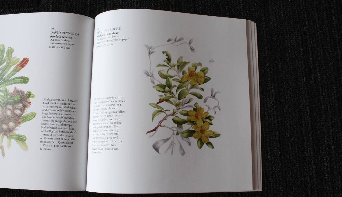 Marjorie Roche's botanical artwork, a watercolour and graphite on paper entitled Hibbertia scandens Twining Guinea Flower.
