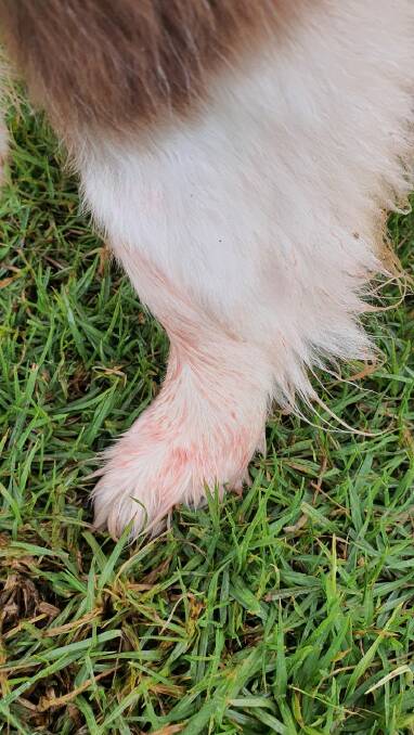 One of the legs of Rik Schnabel's dog that was coloured by the dye in the weed spray.