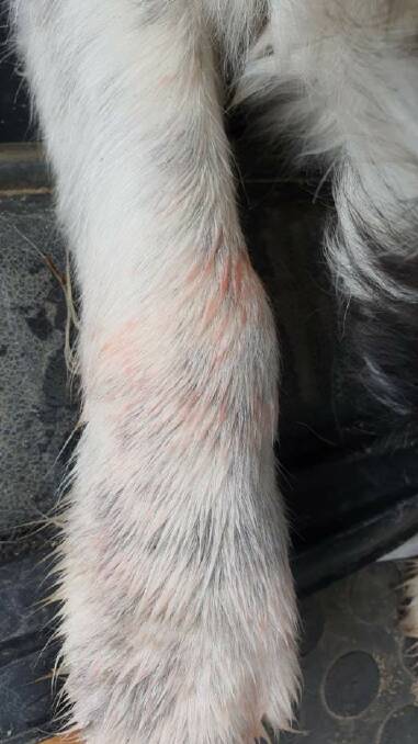 Red dye on the leg of one of Rik Schnabel's dogs.
