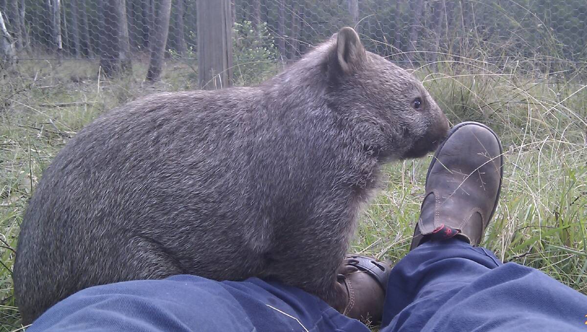 Never the twain shall meet: A rescue wombat sniffs the boot of a carer, as the investigation into wombat shootings unearths layers of complexity relating to human/animal co-existance on the South Coast. Picture: Amanda Cox