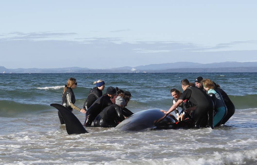 RESCUE: A dozen Stanley locals and Parks and Wildlife experts donned wetsuits and took to the frigid Tatlows Beach waters on Saturday to assist the pygmy right whale back to safer waters after it became beached. Picture: Jo Lovell