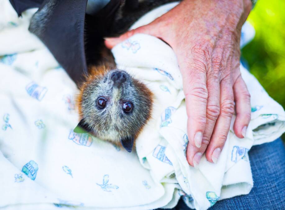 A lucky day: Lucky the flying fox was found entangled in bird netting. After four weeks in care she is ready to be released. Picture: Rachel Mounsey