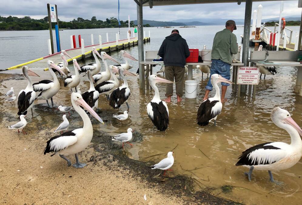 Fishers cleaning fish at the main wharf after a weekend of rain at Mallacoota. Picture: Vanessa Rijs