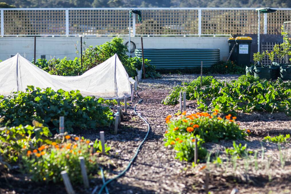 Flowing with abundance: Just a few of the garden beds at the urban farm 