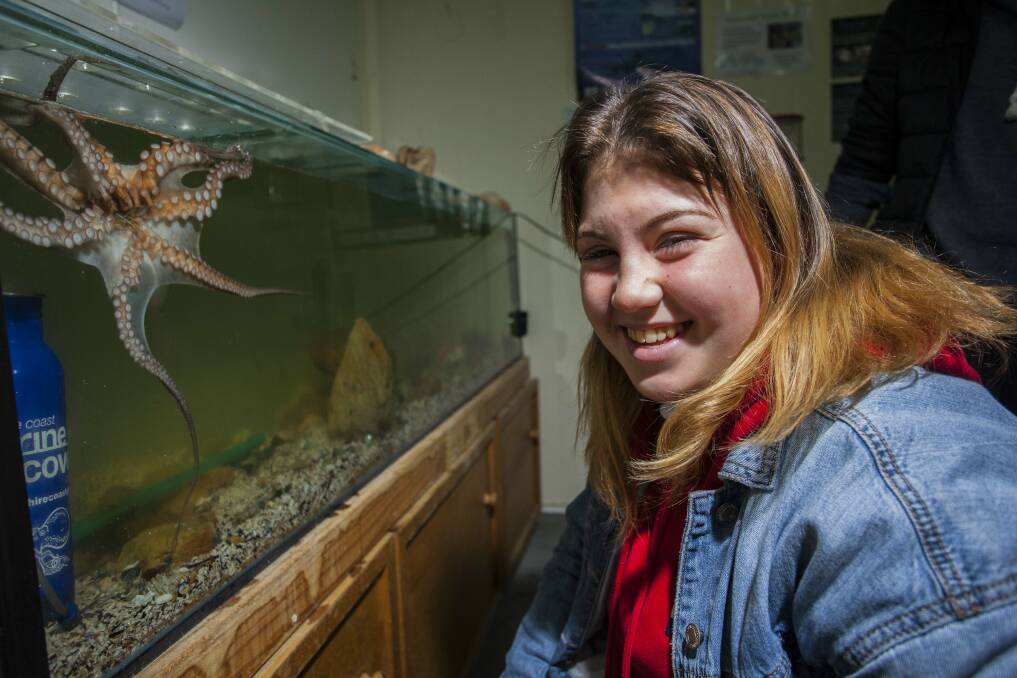 Mia Irving gets ready to feed Gilly the octopus at the Sapphire Coast Marine Discovery Centre. 
