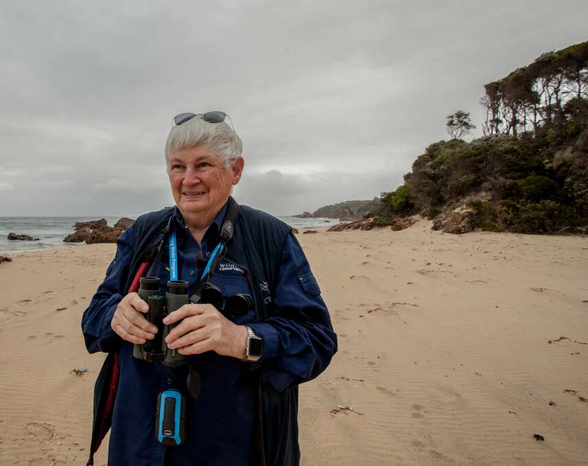 Surveying the site: Hooded Plover expert Leonie Daws searching for resident hoodies at Betka Beach, Mallacoota. Photo: Rachel Mounsey