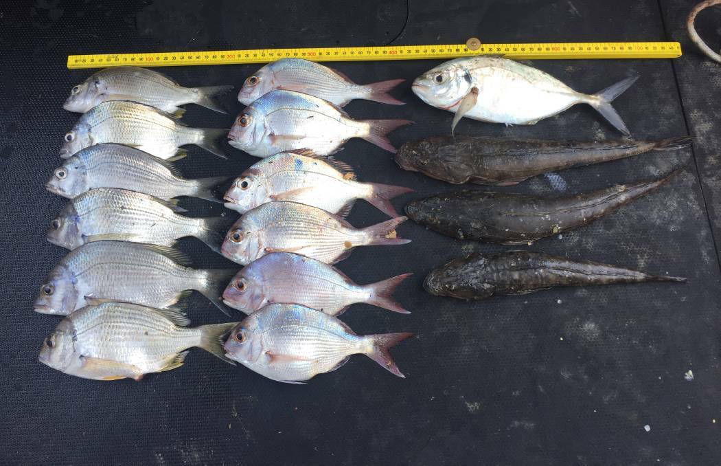 Some of the prohibited size fish seized including bream and flathead. Photo: NSW DPI. 