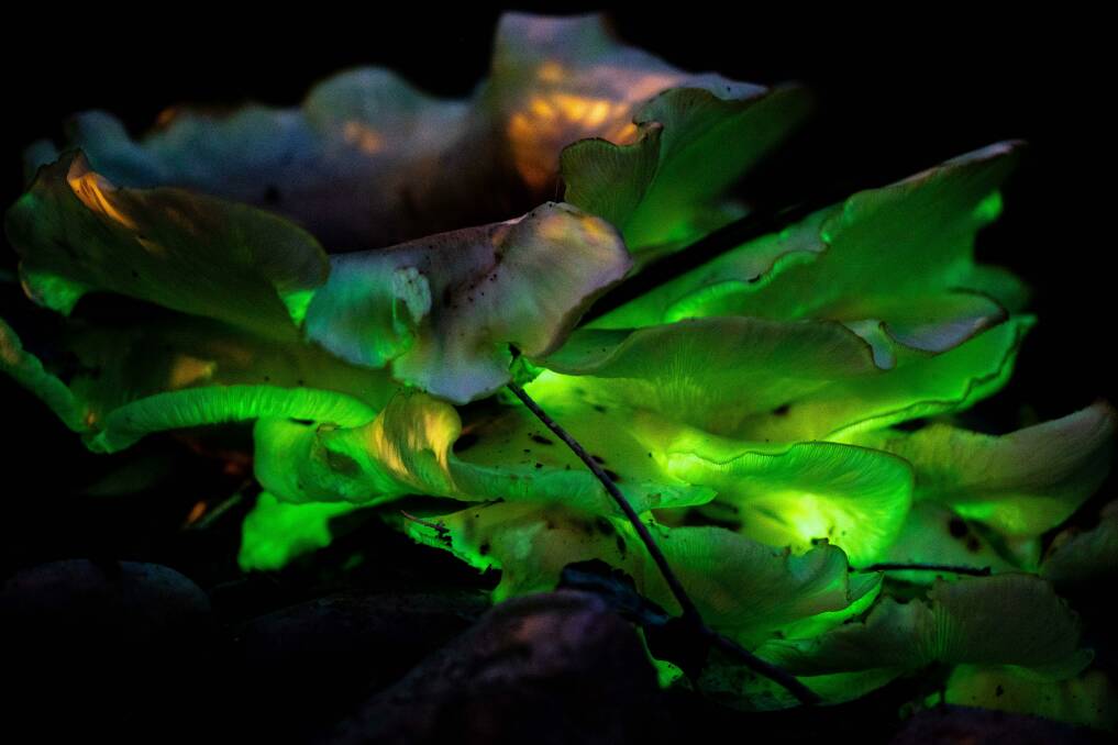 Ghost Fungus : A fleeting night photograph taken by photographer Leonie Daws.