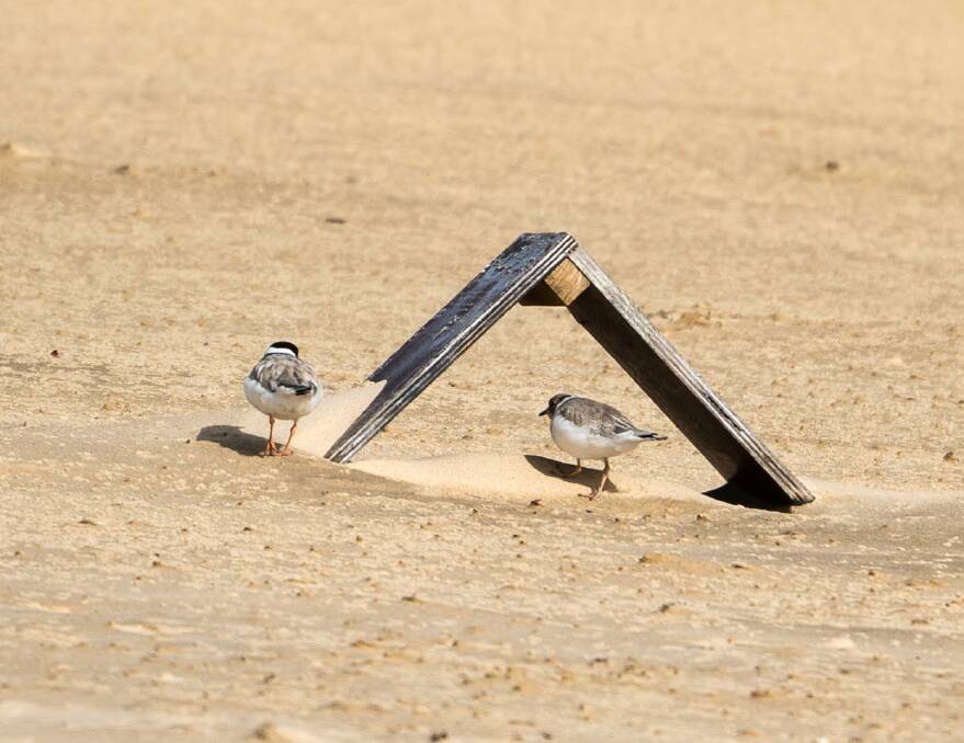 In the hood: Hooded plovers under shelters at Betka Beach, Mallacoota. Photo: Leonie Daws