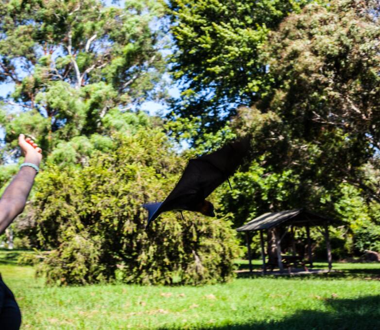 And she's off. Lucky the flying fox is released back into the wild at Glebe Park in Bega. Picture: Rachel Mounsey