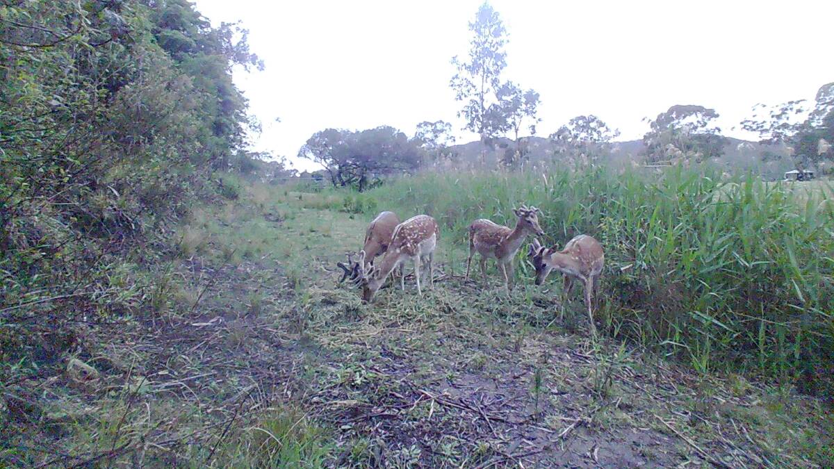 Deer in the Kiah area seen on a camera trap. 