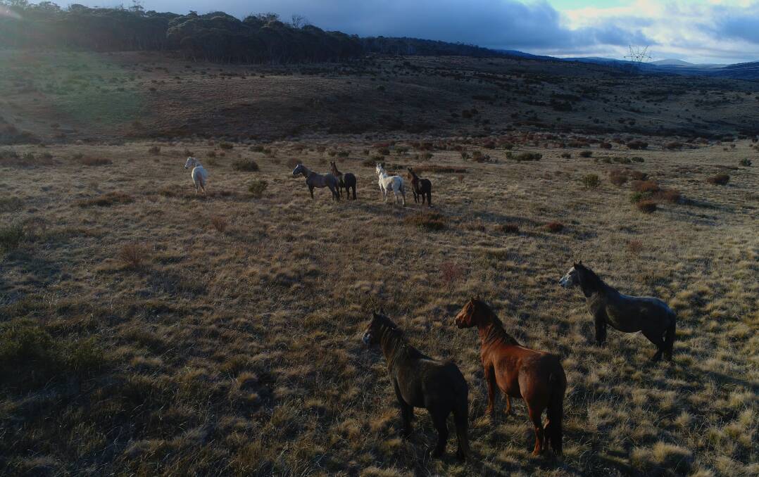 IN THE MOUNTAINS: Brumbies in the high grasslands near Kiandra in the Snowy Mountains. Picture: Fairfax file image