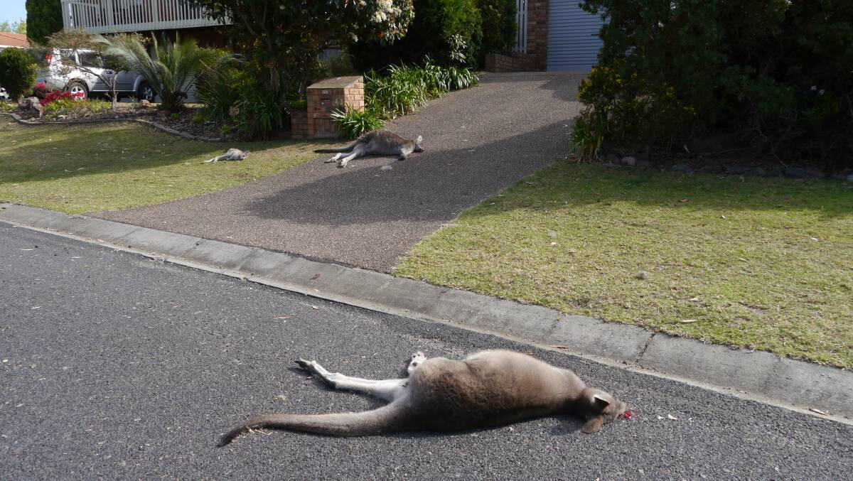 Kangaroos killed at Tura Beach in September 2019. 