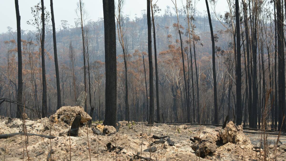 Burnt landscape at Kiah, taken on Friday. Picture: Ben Smyth 