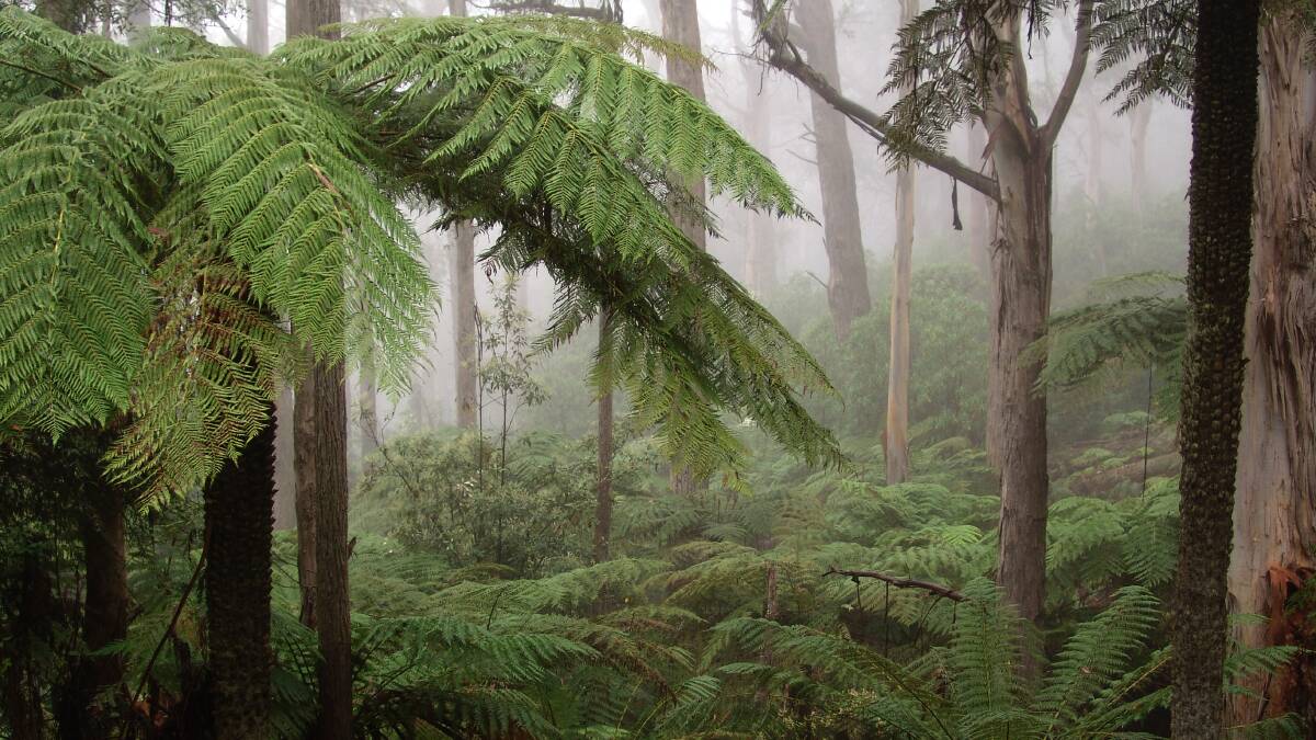 A misty wood carpeted in ferns in the Tantawanglo Forest. Picture: Supplied 