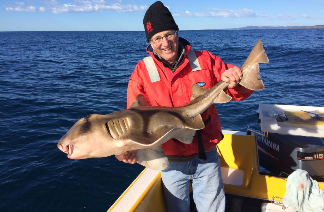 Back you go: Club member Les Dirou shows a large Port Jackson shark taken off the Horseshoe reef as a bycatch to his gummy shark fishing.