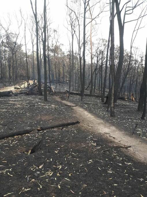 Devastation: A burned out section of the Bundadung MTB trail at Tathra, which will be cleared at two clean-up rides soon. 