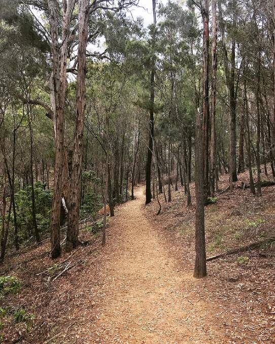 Superb surrounds: World Trail will audit proposed mountain bike trails in Eden's State Forest. Picture: Supplied. 