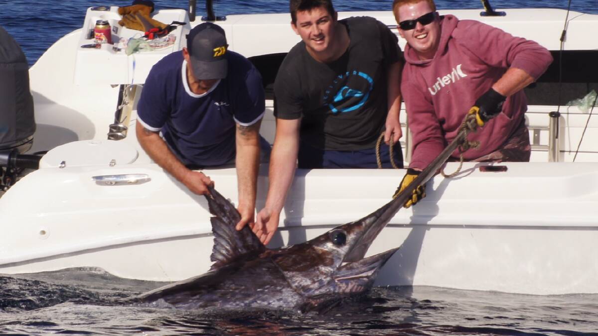 Sword fight: Brett Grey, Blake Buckland and Stuart Pentin show a magnificent broadbill swordfish that was tagged and released. 