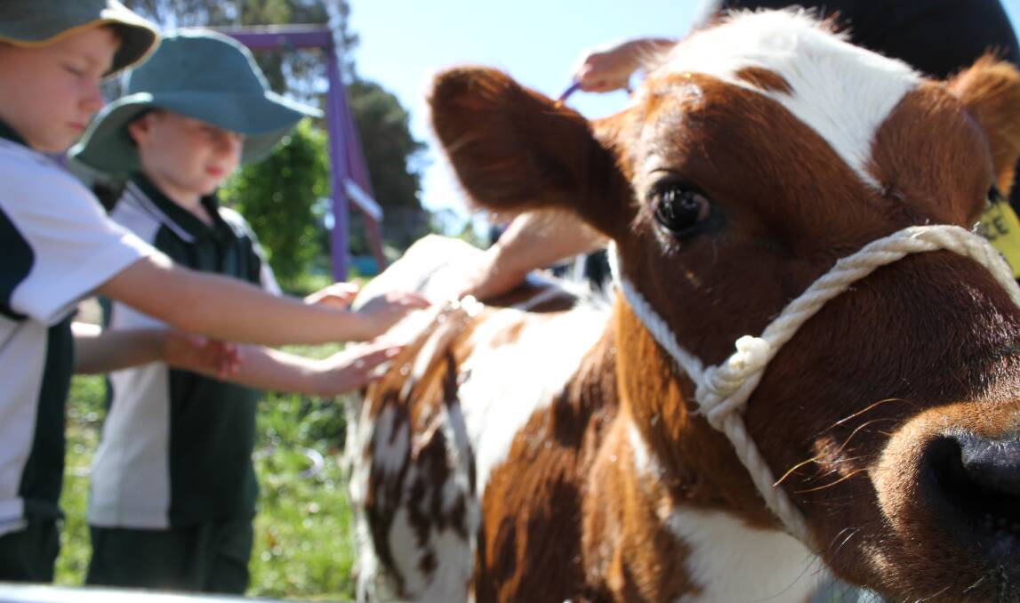 SCAC pupils wash their show calf ahead of last year's Bega Spring Show. Picture: Alasdair McDonald.