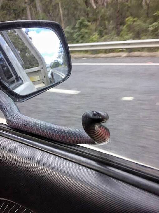 A red belly snake winds its way around a Nolan's Auto parts vehicle's side mirror. Photo: Ted Ogier