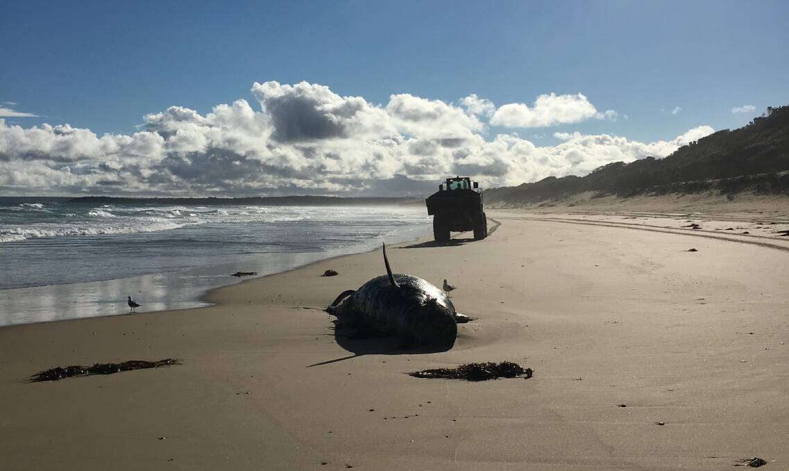 Last week saw the largest mass stranding of whales in Victoria since 1983. Picture: Supplied