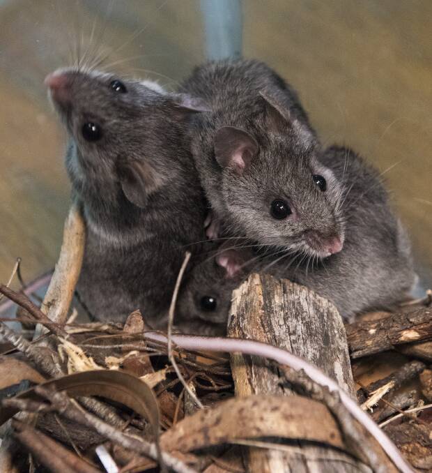 Rare Breed: Six new litters of baby mice have been welcomed at Australia’s only smoky mouse captive breeding facility in Queanbeyan. Photo: Office of Environment and Heritage