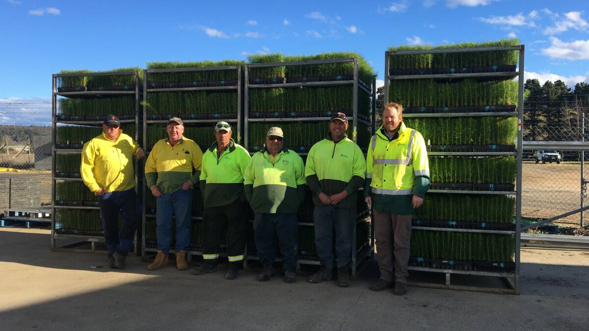 Forestry Corporation NSW Bombala staff with some of the pine seedlings destined for planting are Dennis Reed, Mal O'Brien, Clarrie Verrent, Peter Rosenkranz, Danny Elton and Tim Gillespie-Jones.