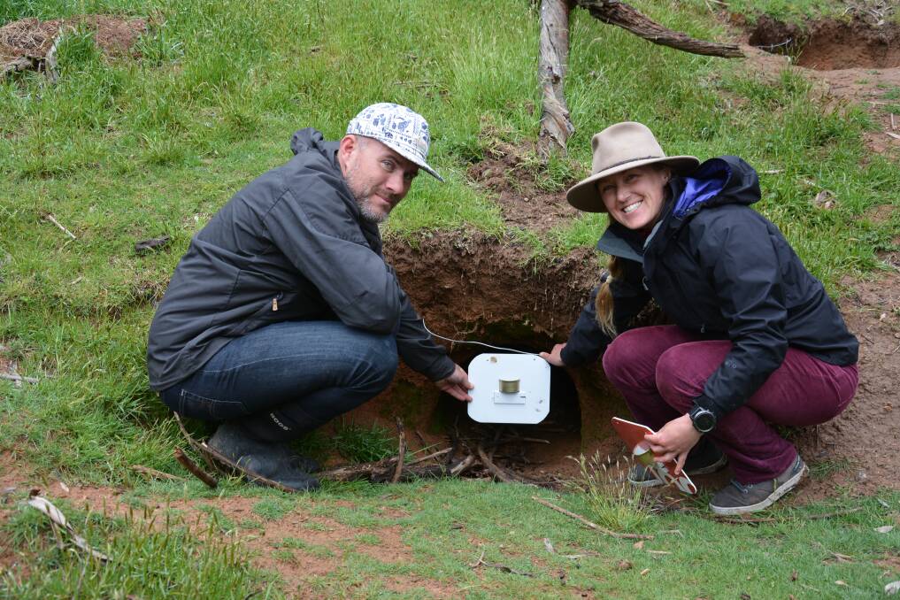 Old Adaminaby residents, Ben Lees and Micky Watts learning how to install burrow flaps over a wombat burrow to treat wombats with mange. The small tins are filled with a cattle pour-on which pours onto the wombat as it goes into the burrow. 