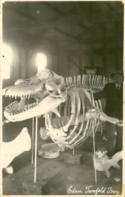 Master whaler, George Davidson, stands beside the preserved skeleton
of his whaling colleague, Old Tom, the killer whale in the original 1938
building. Photo by C E Wellings. EKWM Collection.