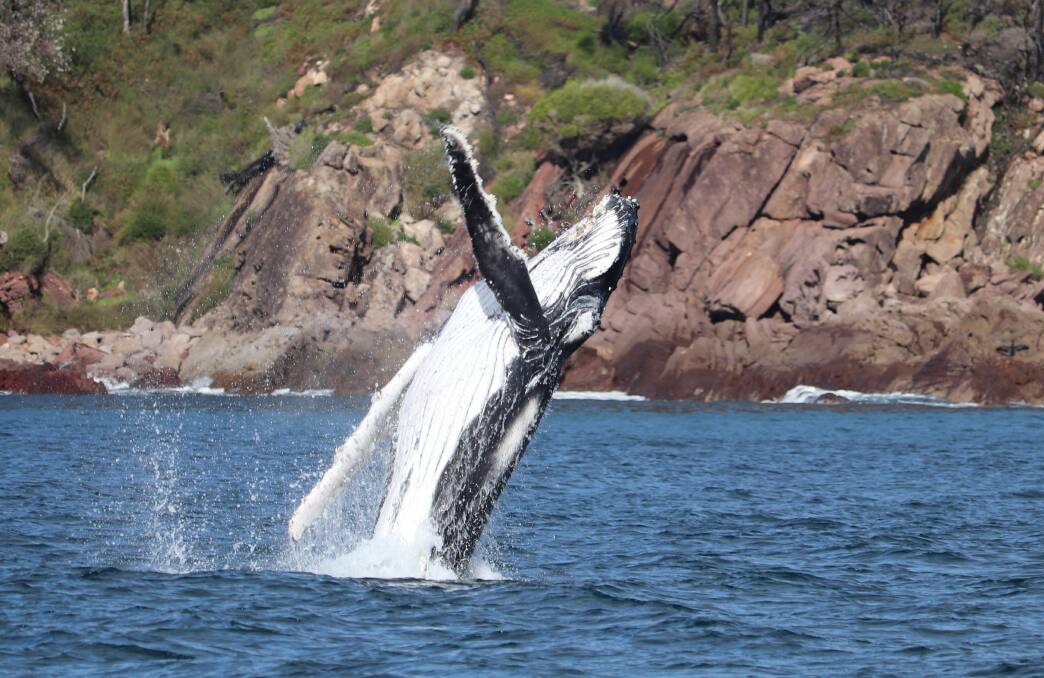 MAKING A SPLASH: It's that time of year again. Support your local operators by booking a whale watching cruise in the coming weeks. Photo: Cat Balou Cruises