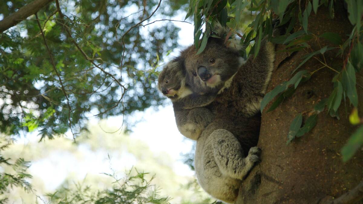 NEW LIFE: joey MISO and her mum Ottie live together with dad Roger in a semi-wild enclosure at the Koala Conservation Reserve. Photo supplied.