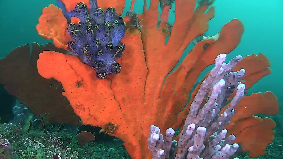 A still from 'Through the Garden of Eden', an orange fan sponge with purple magnificent ascidian. Image supplied.