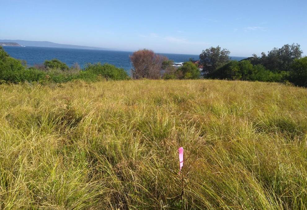 Survey pegs and pink tape at Mowarry Point appear to mark out the area where the 'Preliminary Hut Site Concepts' are identified in the Draft Light to Light Walk Strategy. Photo: BBLLAG