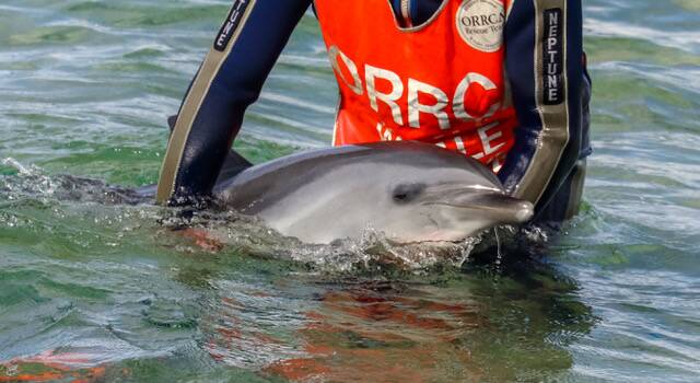 The Organisation for the Rescue and Research of Cetaceans in Australia are the only volunteer wildlife rehabilitation group in NSW licensed to be involved with marine mammal rescue, rehabilitation and release. Photo: ORRCA