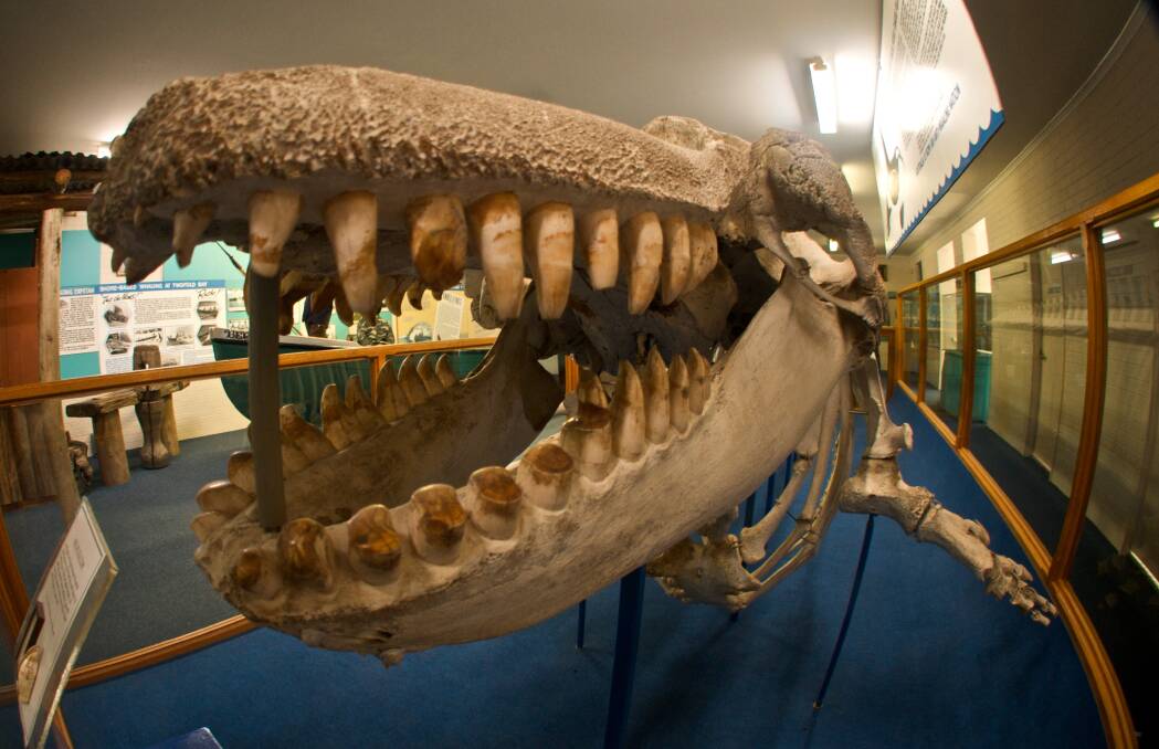 The legendary orca, "Old Tom". Photo: Eden Killer Whale Museum.