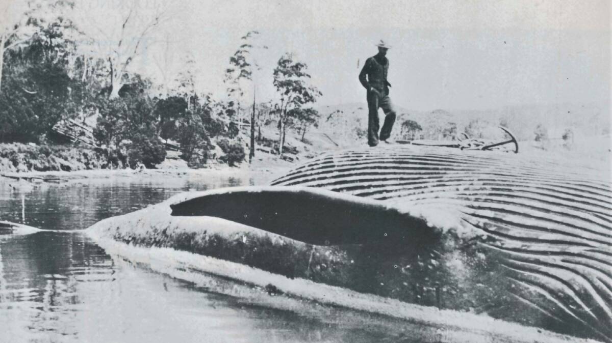 Archer Davidson (1876-1965) and the harpooned blue whale, 1910. Image used with permission of Martin Davidson.