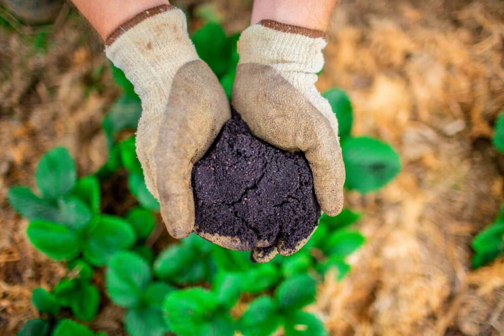 RICH: The microbes in the sea mineral compost support the nutrient cycling in the soil, making it easier for plants to absorb the macro and micro nutrients they need to thrive. 