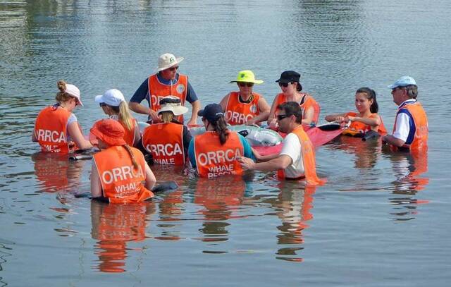 Participants will be trained by a team of experience rescuers, gaining the ability to respond to marine mammal situations as needed. Photo: ORRCA