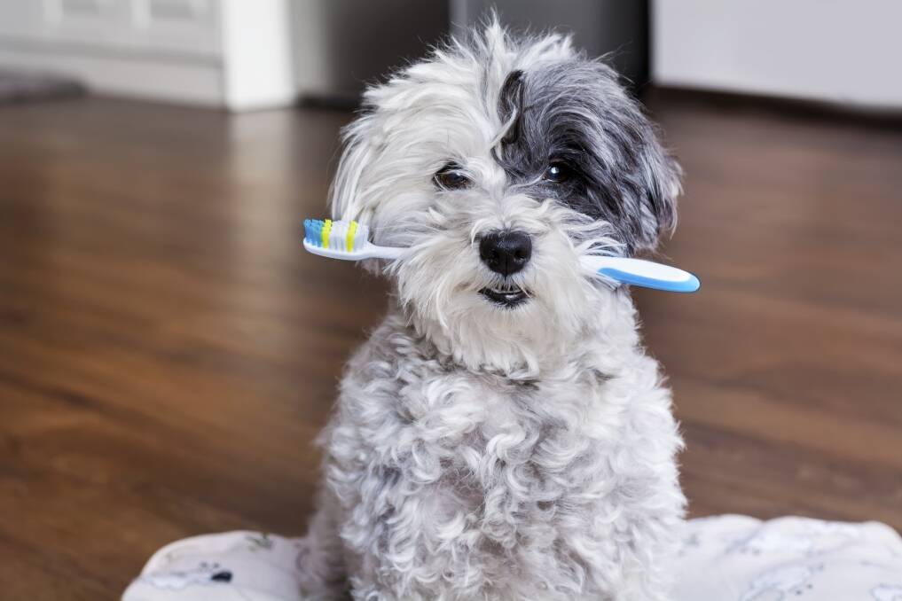 Brushing your pet’s teeth is easier than you think. Starting them early to get them used to it is a great idea. 